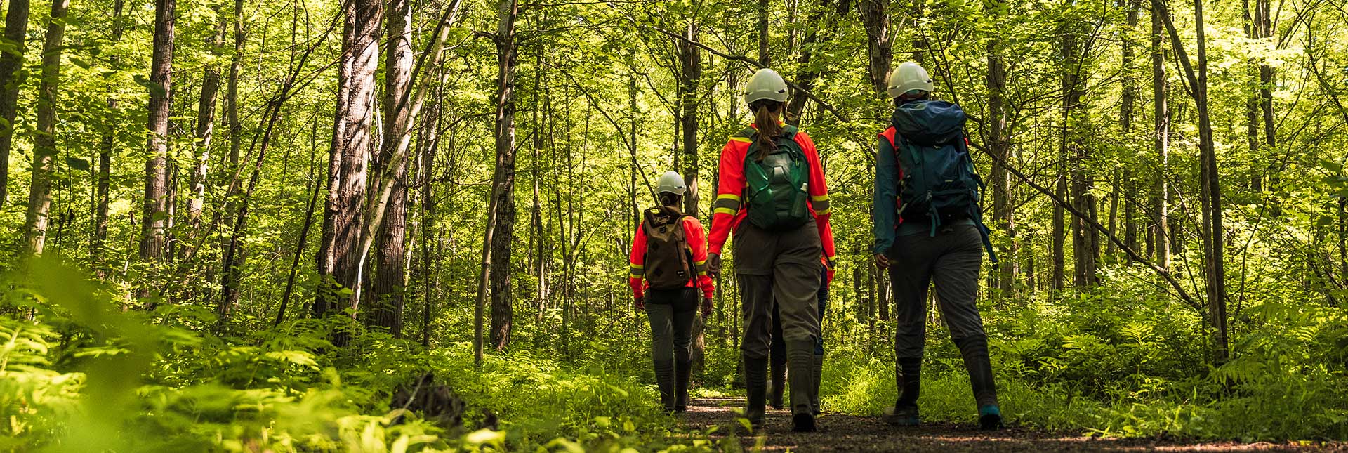 3 field scientists walking in a wooded area