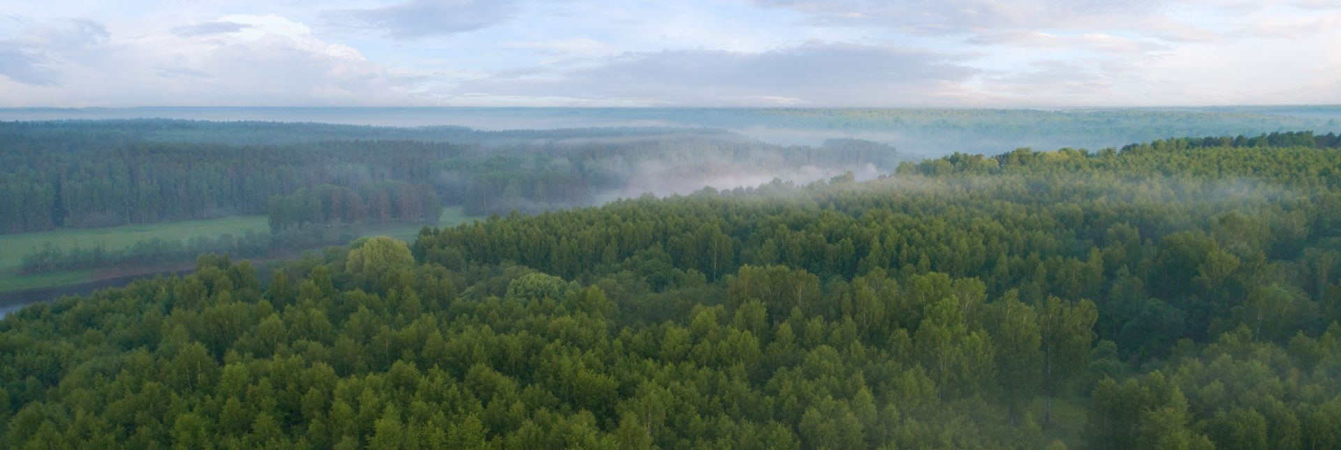 forest landscape
