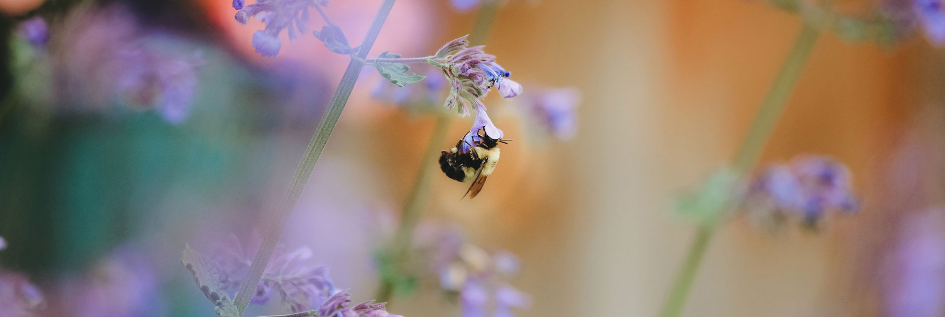 A bumblebee pollinating a purple flower