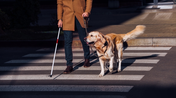 A person crosses a street with a guide dog and a white cane.