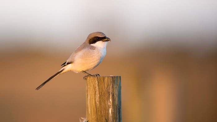 A bird perches on a wooden post against a softly blurred outdoor background.