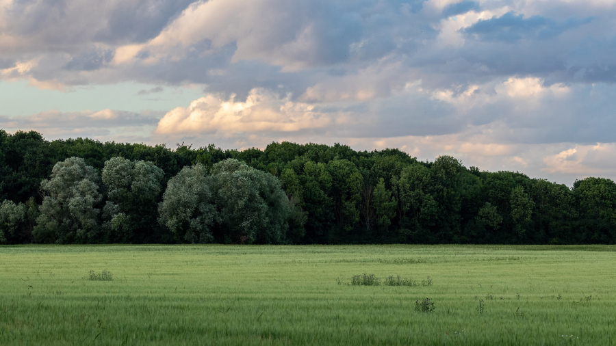 Grass field and a forest