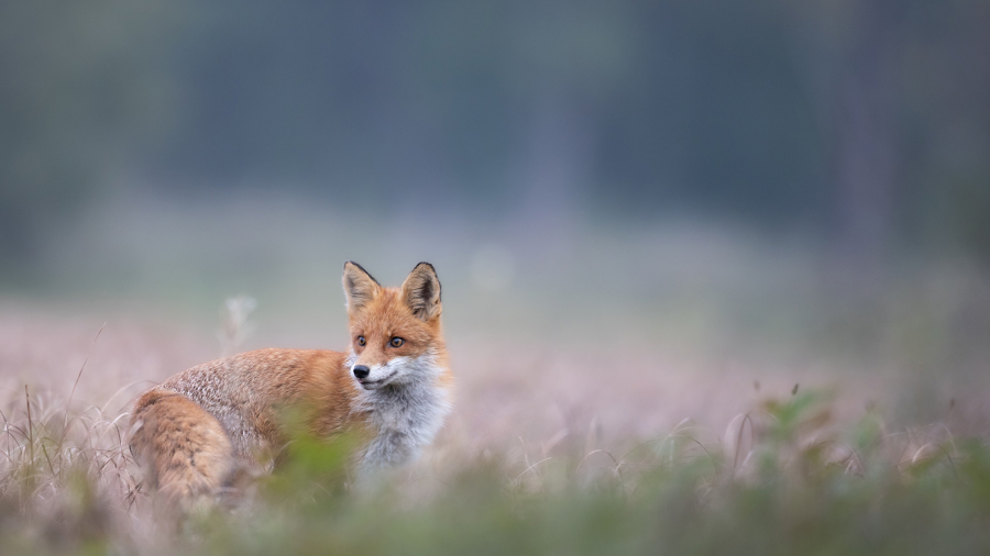 A fox sits in a field surrounded by blurred vegetation, with a white plus sign centered in the image.