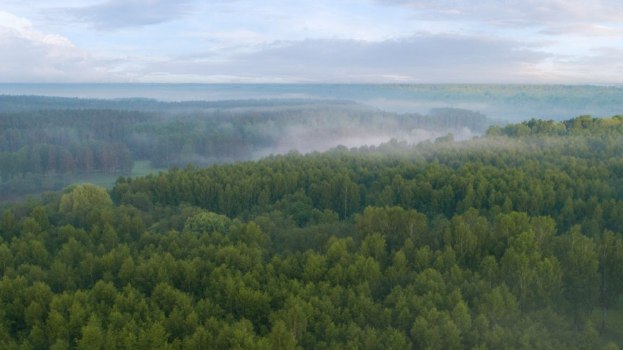 forest landscape