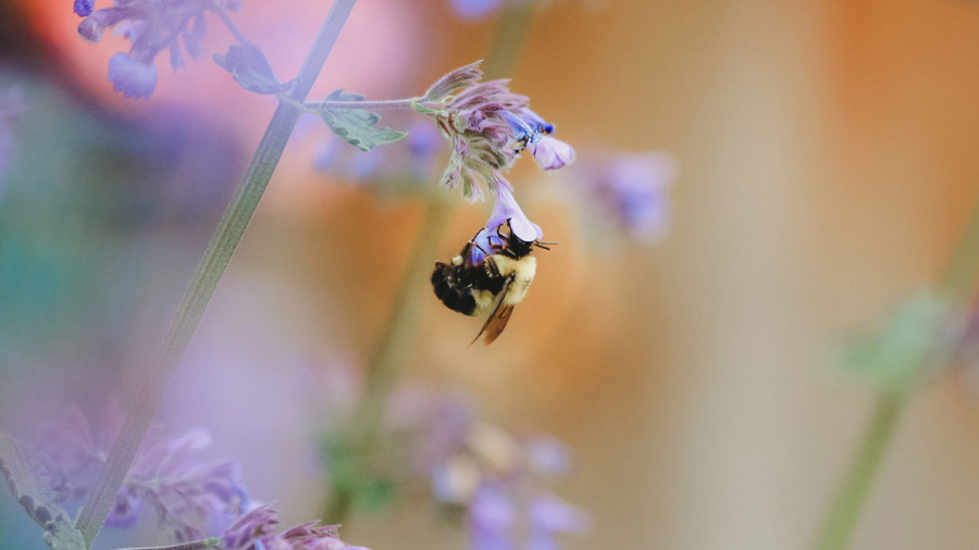 A bumblebee pollinating a purple flower