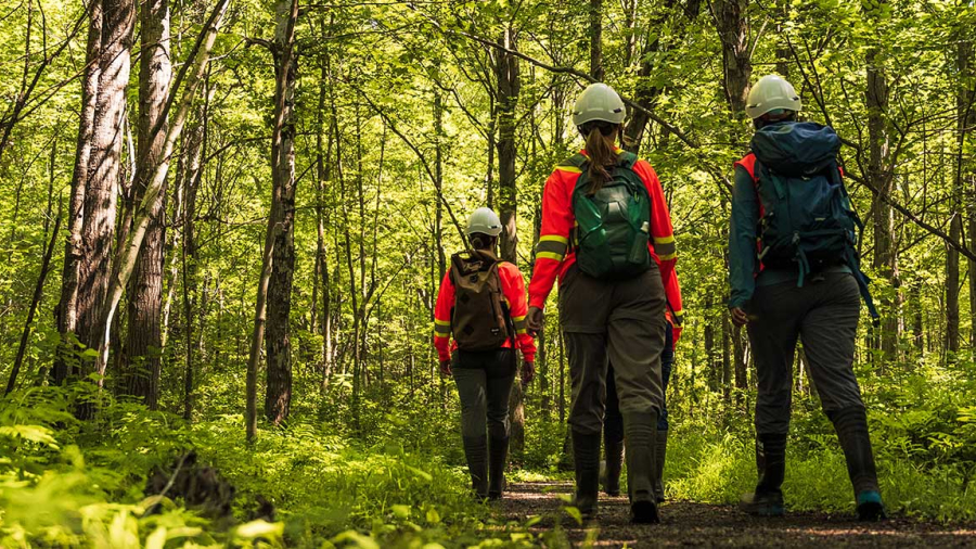 3 field scientists walking in a wooded area