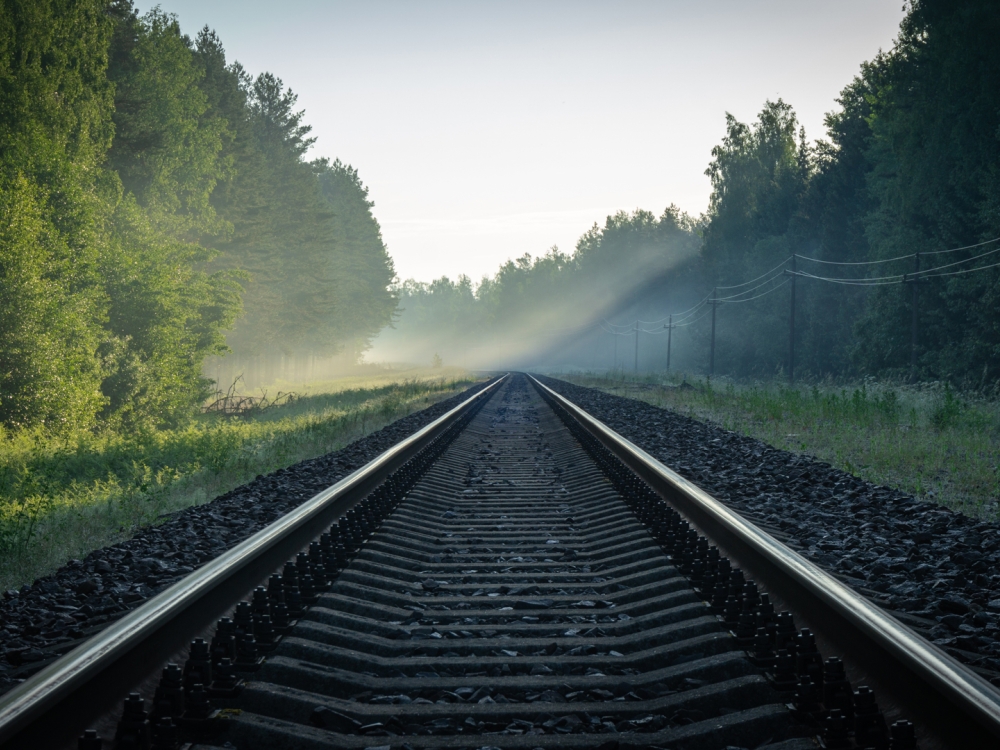 tracks-forest