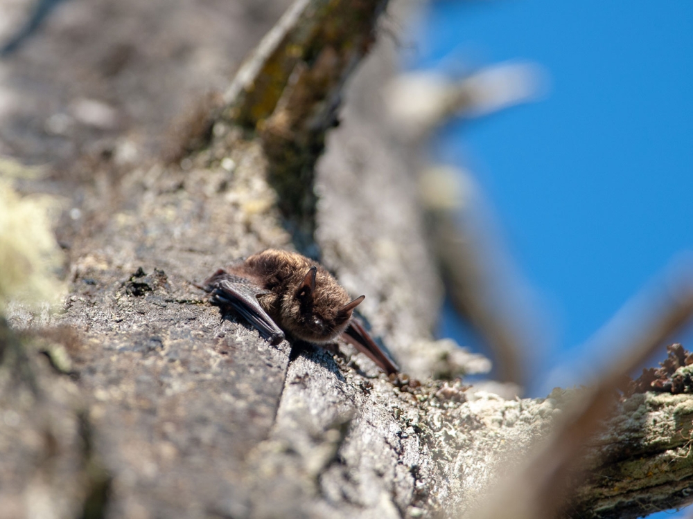 bats
