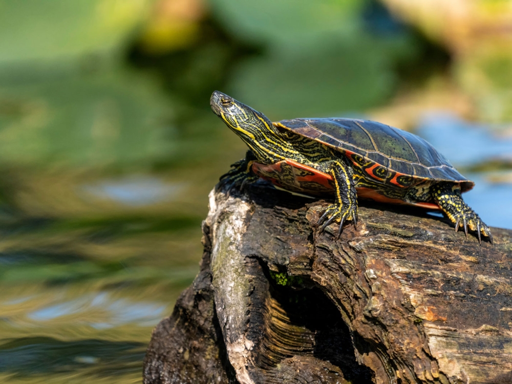 eastern-painted-turtle