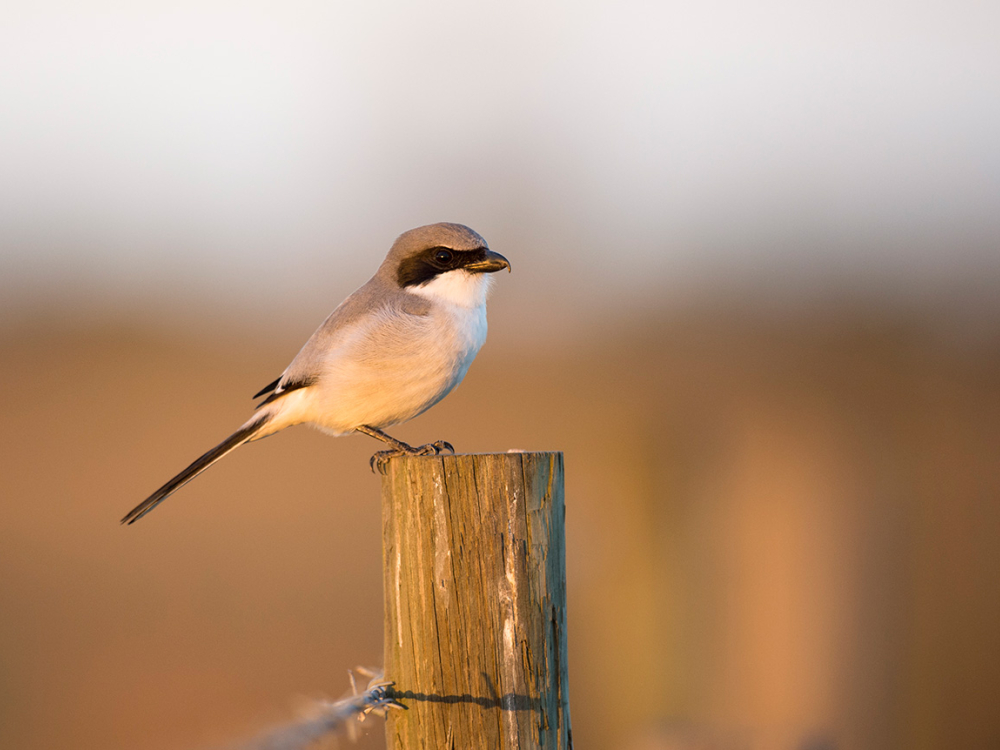 A bird perches on a wooden post against a softly blurred outdoor background.
