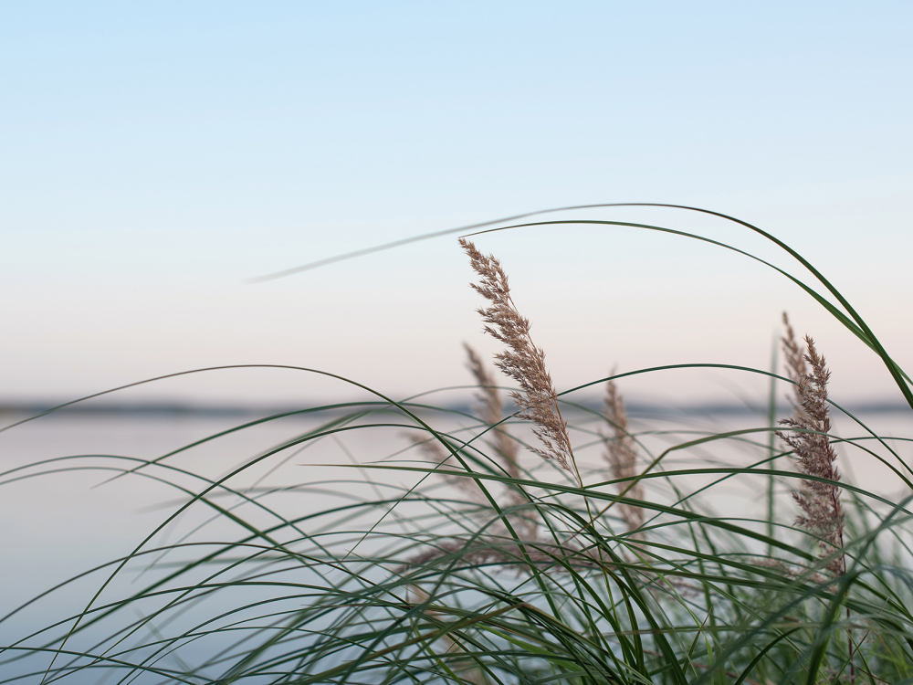 A peaceful landscape featuring tall grass and reeds in the foreground, with a calm body of water and a clear sky in the background.