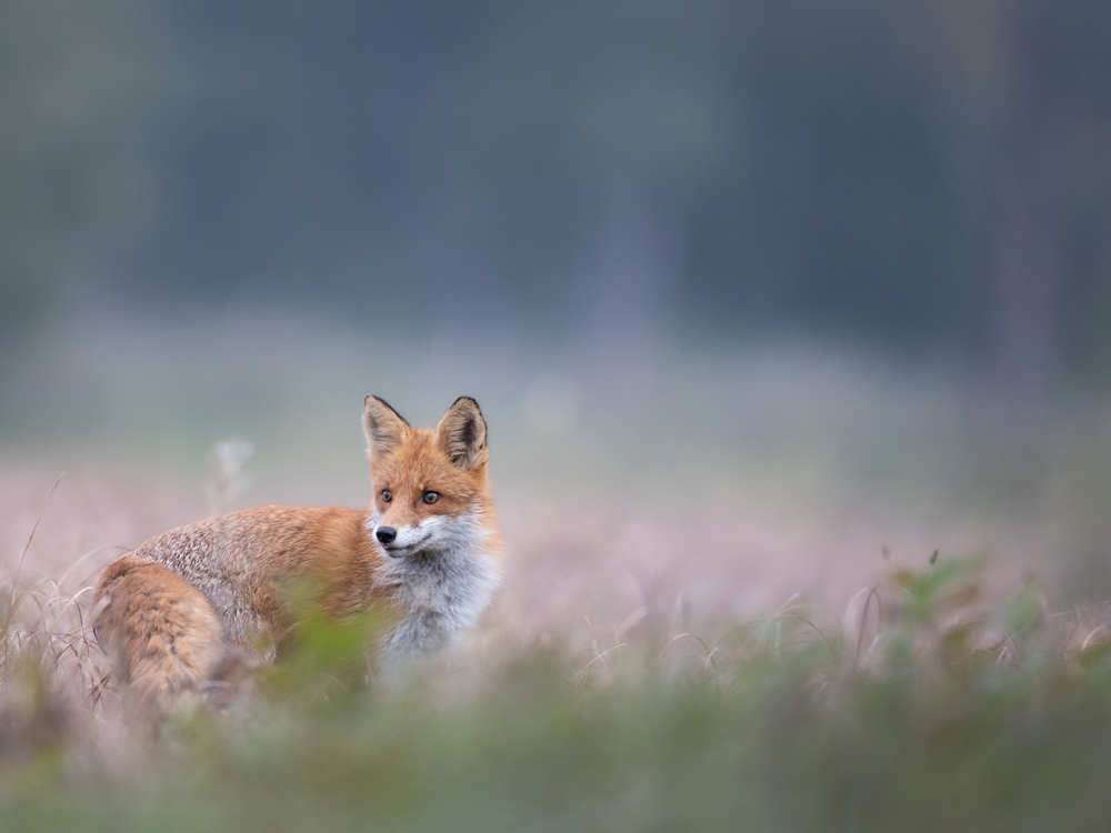 A fox sits in a field surrounded by blurred vegetation, with a white plus sign centered in the image.