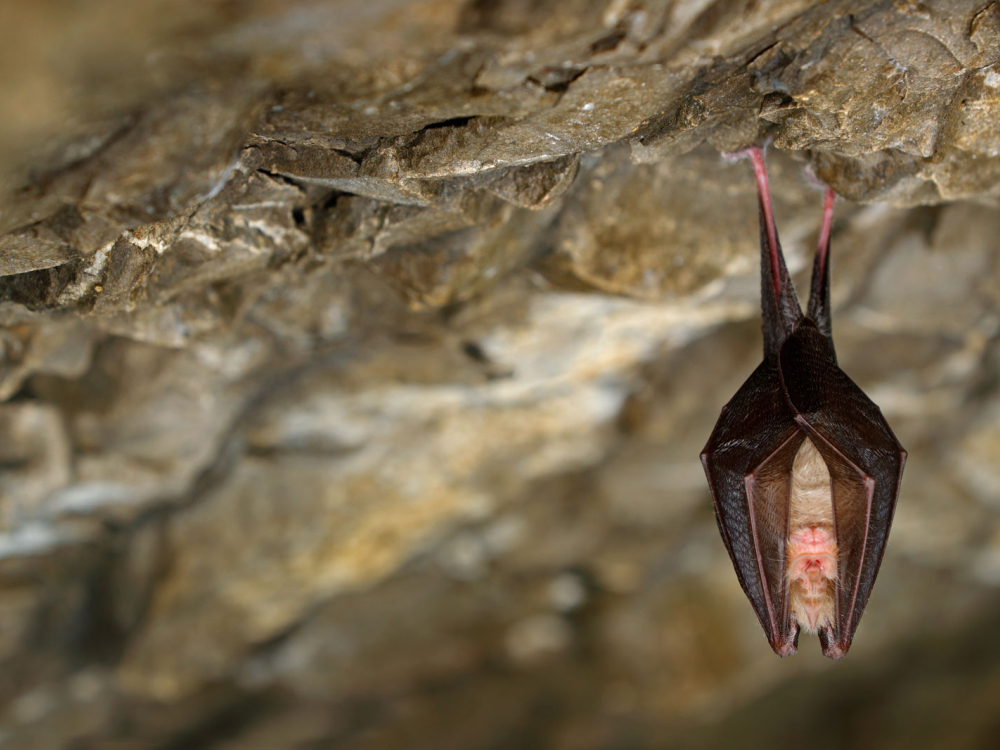 little-brown-myotis