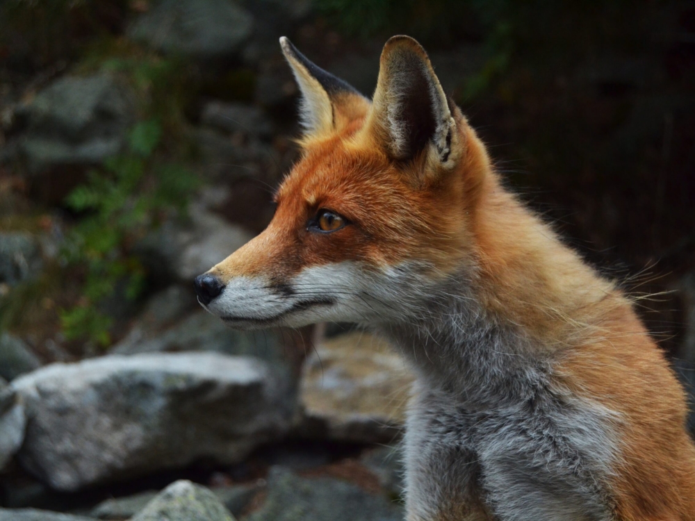 red-fox-unsplash