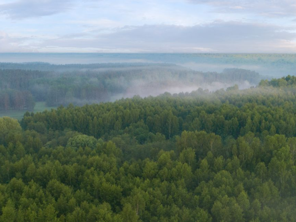 forest landscape
