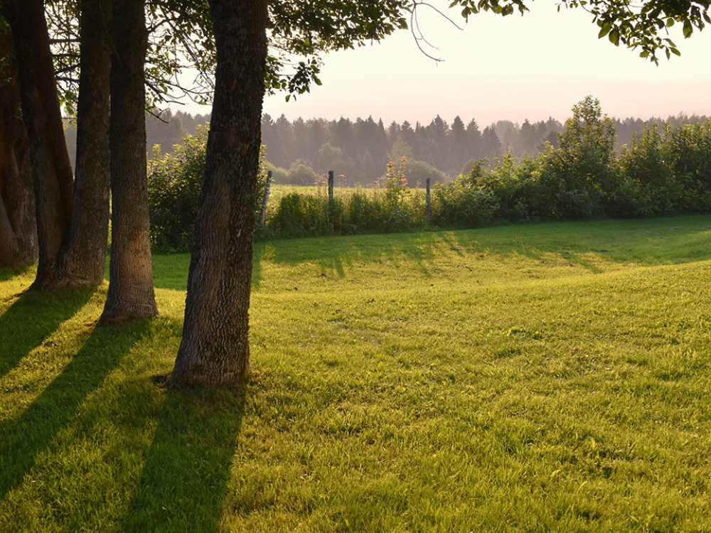 Green scenery in Québec