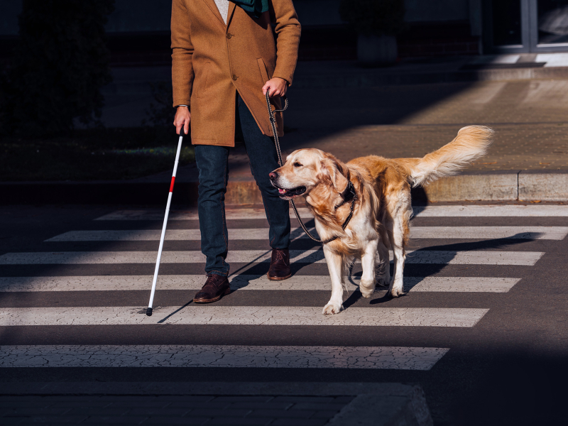 A person crosses a street with a guide dog and a white cane.