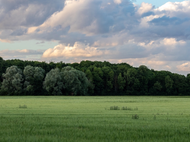 Grass field and a forest