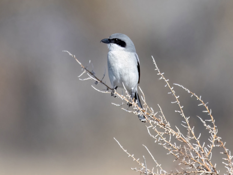 loggerhead-shrike