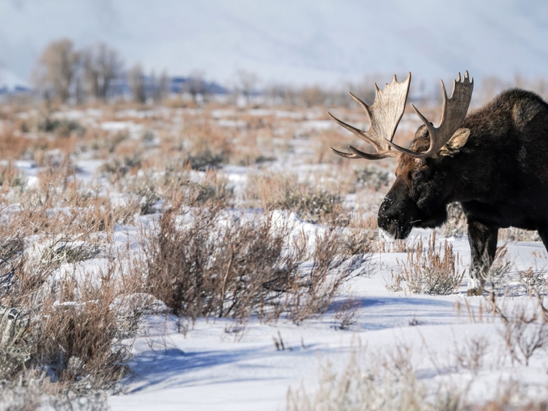 moose