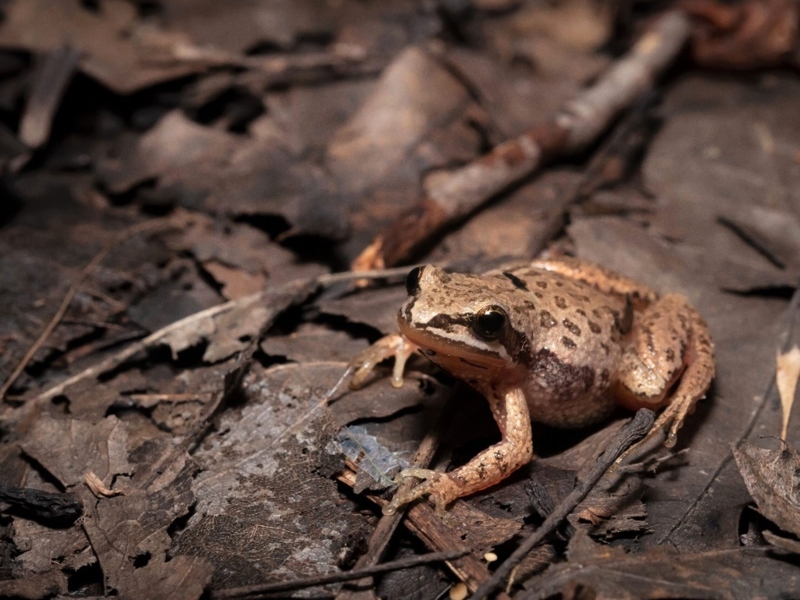 western-chorus-frog