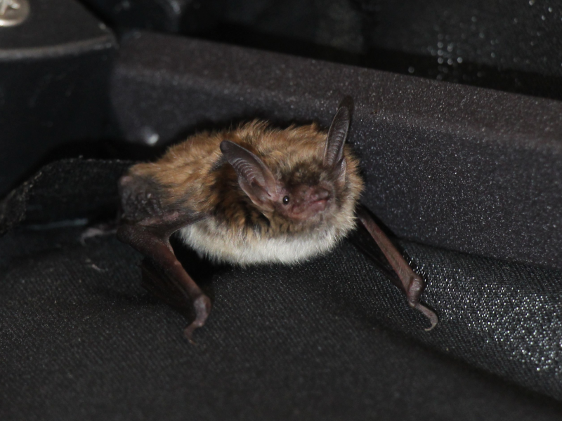 Small brown bat, photo by Jonathan Pleizier