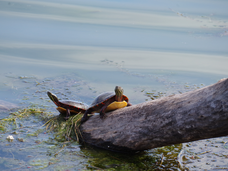 Painted turtle, photo by Alison Forde